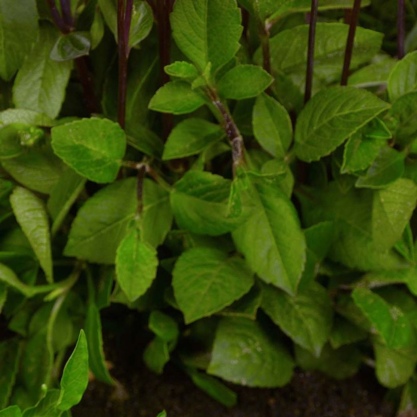Dahlia nain Topmix Pink (Foliage)