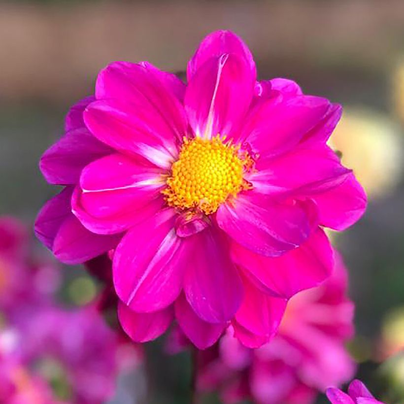 Dahlia paysage Miracle Purple (Floraison)