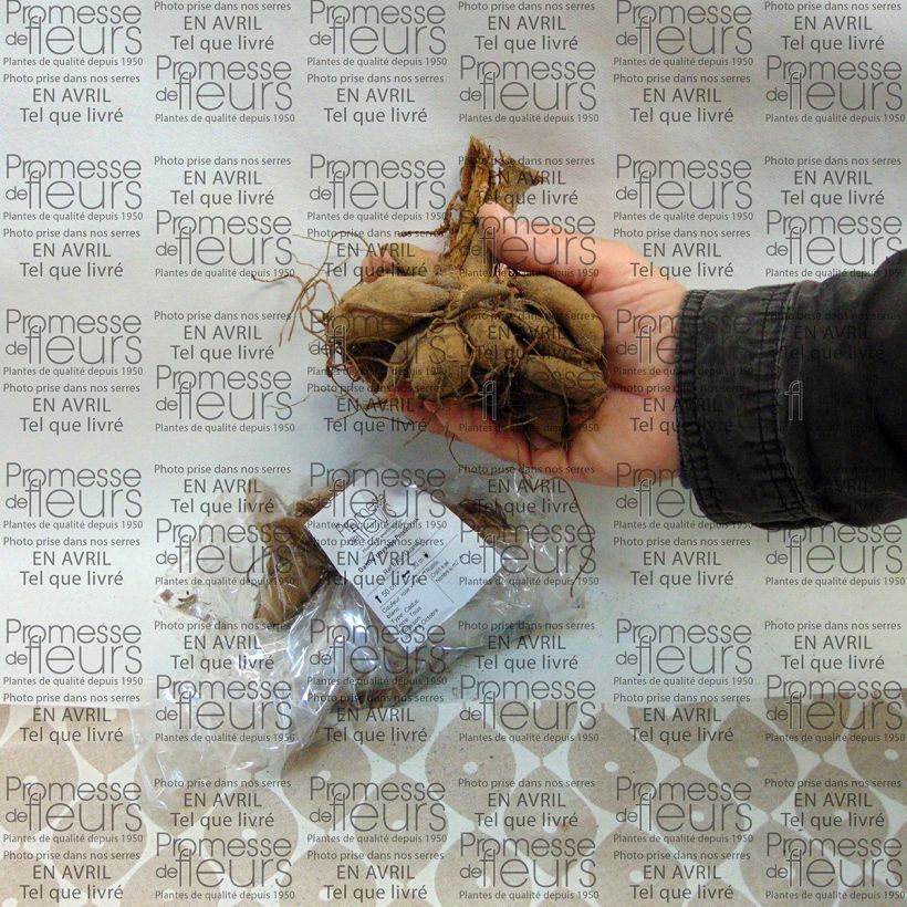 Exemple de spécimen de Dahlia paysage Priceless Pink Bulbe calibre I tel que livré