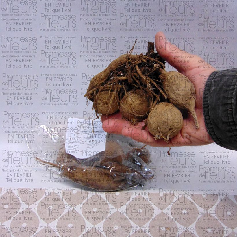 Exemple de spécimen de Dahlia paysage Sunshine  Bulbe calibre I tel que livré