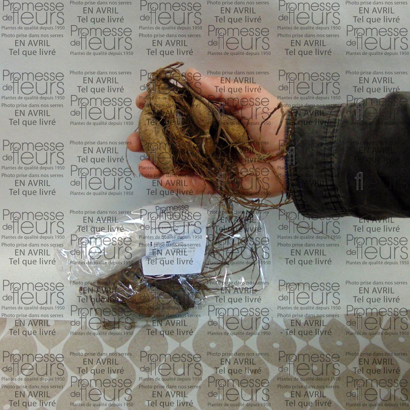 Exemple de spécimen de Dahlia paysage Twyning's After Eight Bulbe tel que livré