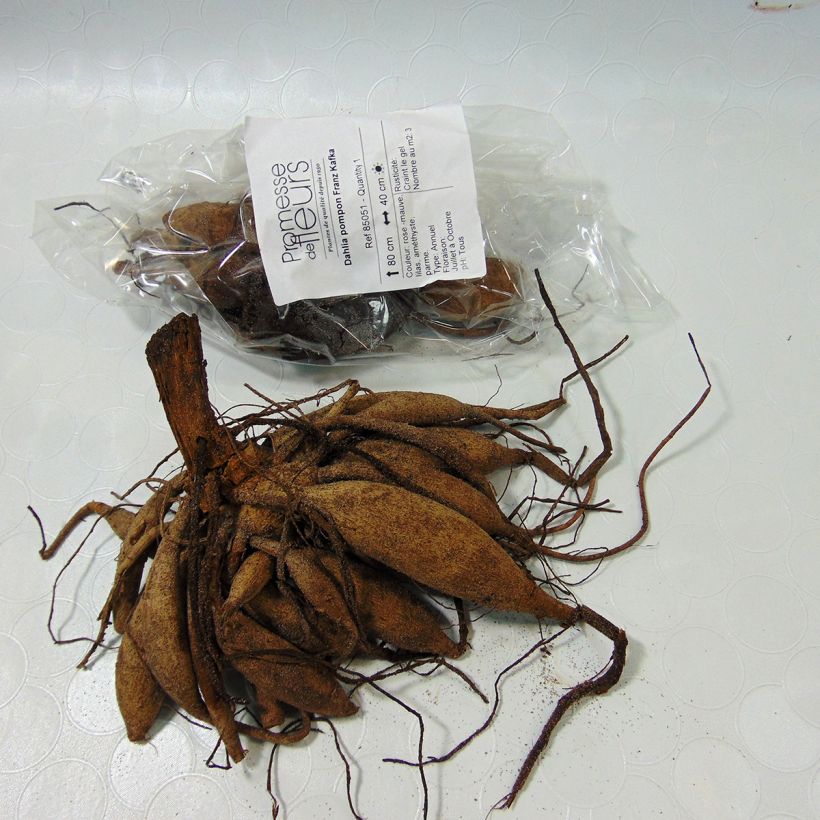 Exemple de spécimen de Dahlia pompon Franz Kafka Bulbe calibre I tel que livré