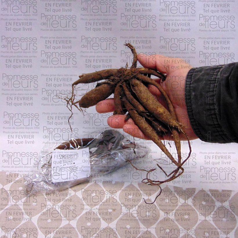 Exemple de spécimen de Dahlia pompon Icoon Bulbe calibre I tel que livré