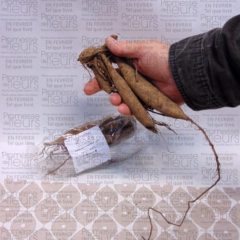 Exemple de spécimen de Dahlia semi-cactus Black Jack Bulbe calibre I tel que livré