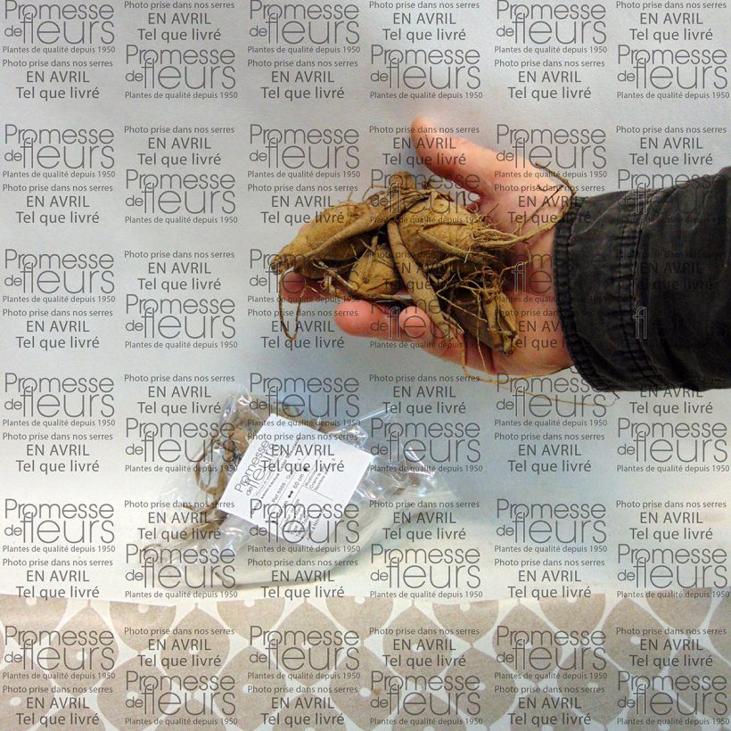 Exemple de spécimen de Dahlia semi-cactus Color Spectacle Bulbe calibre I tel que livré