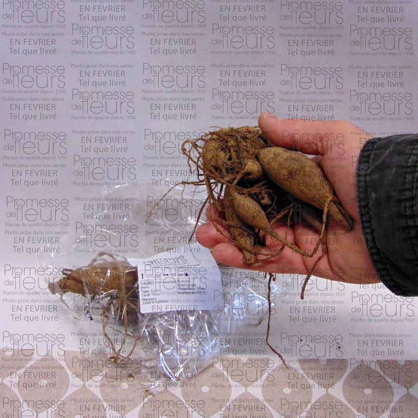 Exemple de spécimen de Dahlia semi-cactus Okapi Sunset Bulbe calibre I tel que livré