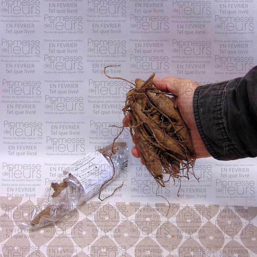 Exemple de spécimen de Dahlia semi-cactus Veritable Bulbe calibre I tel que livré