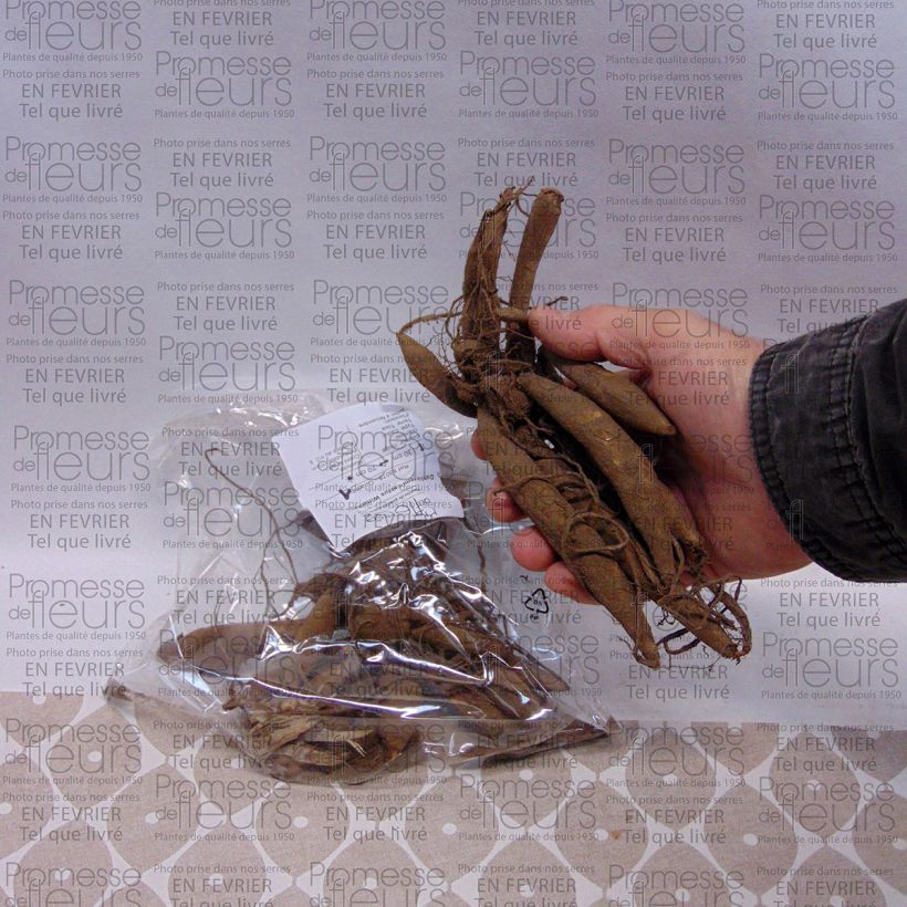 Exemple de spécimen de Dahlia semi-cactus Witteman's Best Bulbe calibre I tel que livré