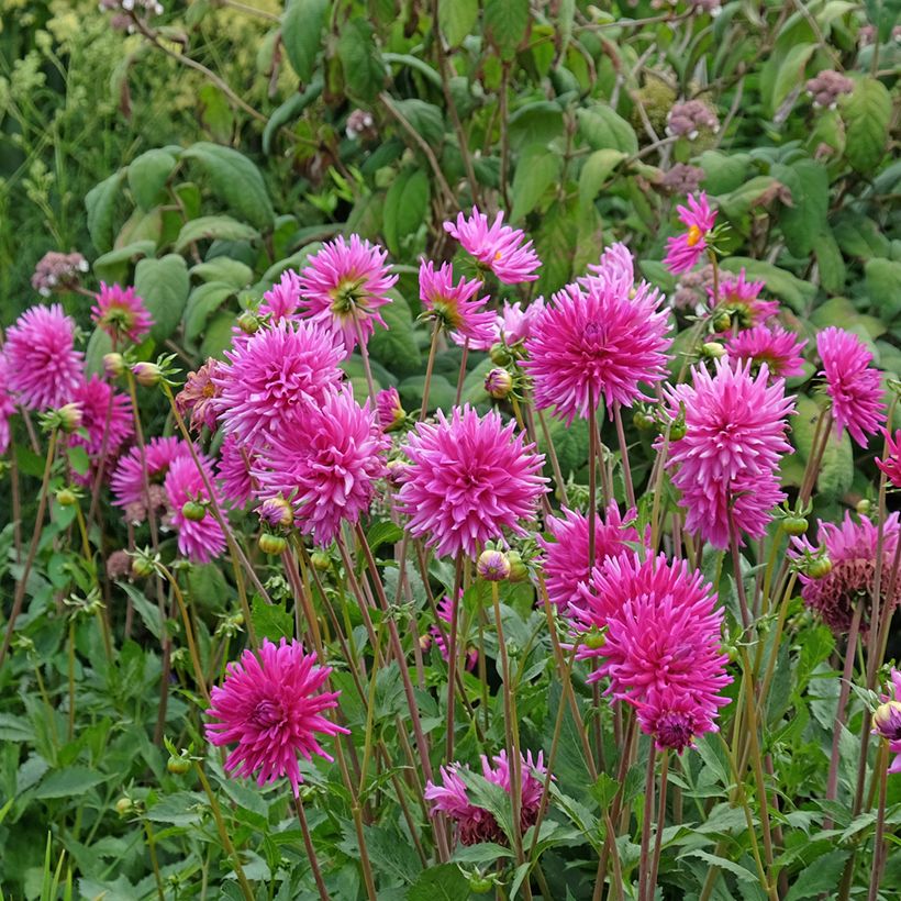 Dahlia semi cactus Purple Gem (Port)