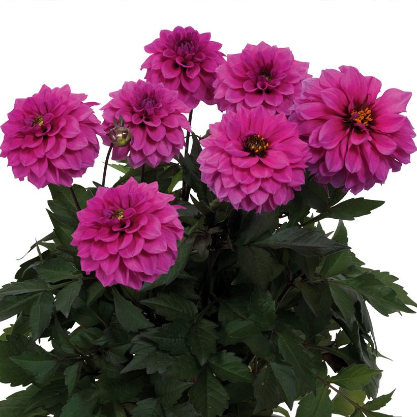 Dahlia nain Gardenetta Lavender (Floraison)