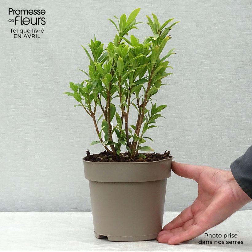 Spécimen de Daphne Perfume Princess - Daphné parfumé Pot de 2L/3L tel que livré au printemps