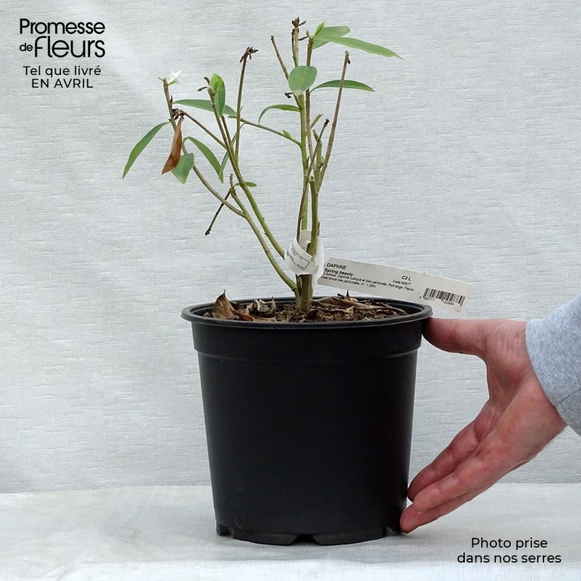 Spécimen de Daphne Spring Beauty Pot de 3L/4L tel que livré au printemps