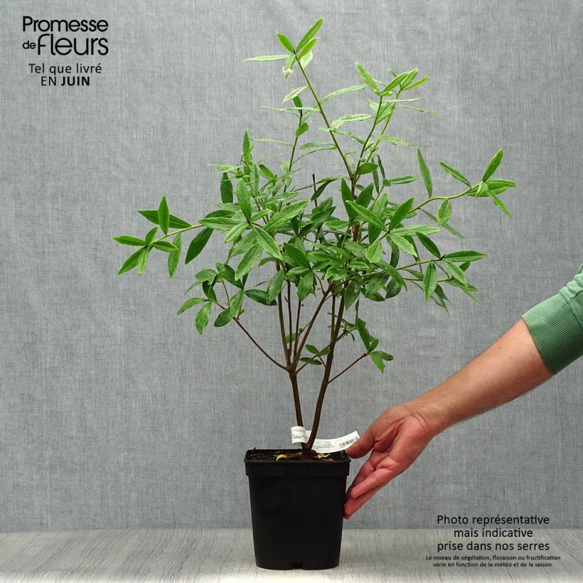 Spécimen de Daphne Spring Beauty Pot de 3L/4L tel que livré en été