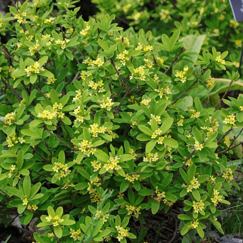 Daphne gemmata Royal Crown (Port)