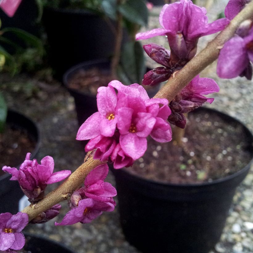 Daphne mezereum var. rubra (Floraison)