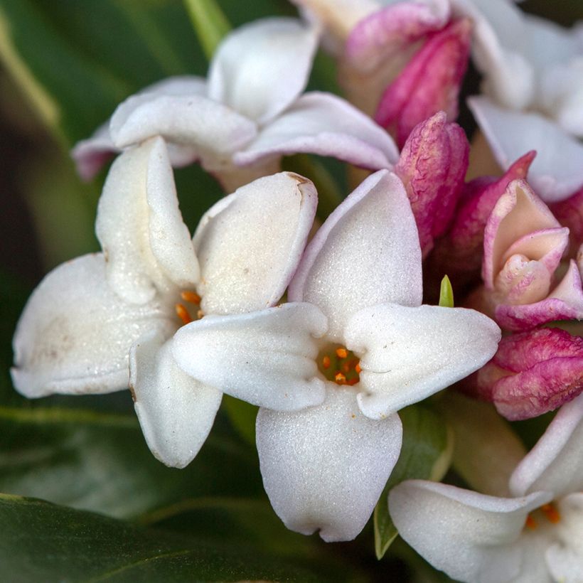 Daphne odora Aureomarginata (Flowering)