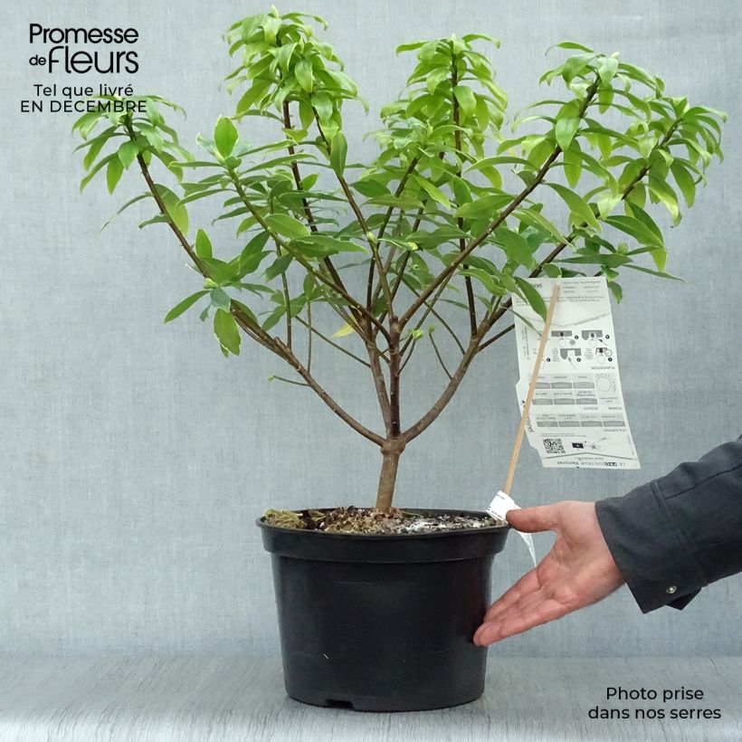 Spécimen de Daphne odora Aureomarginata Pot de 7,5L/10L tel que livré en hiver