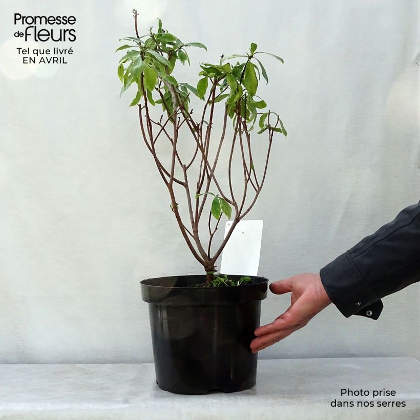 Example of Daphne odora Aureomarginata Pot de 7,5L/10L as you get in printemps