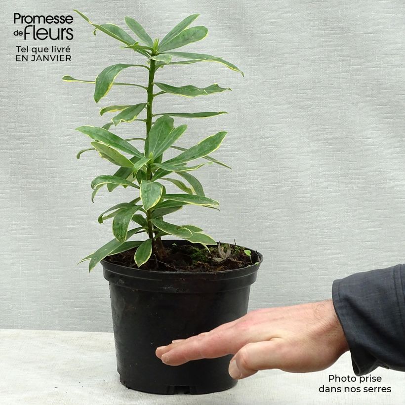 Spécimen de Daphne odora Maejima - Daphné parfumé panaché. Pot de 2L/3L tel que livré en hiver