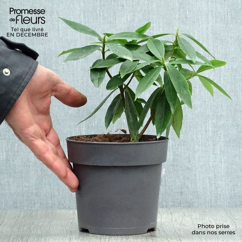 Spécimen de Daphne odora Sweet Amethyst - Daphné odorant Pot de 1L/1,5L tel que livré en hiver