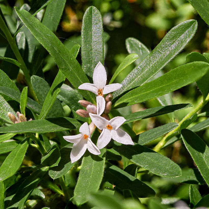 Daphne x transatlantica Eternal Fragrance (Flowering)