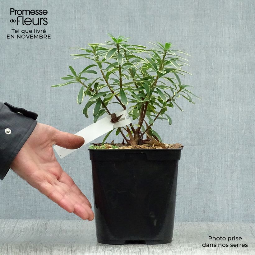 Spécimen de Daphne x transatlantica Summer Ice Pot de 3L/4L tel que livré en automne