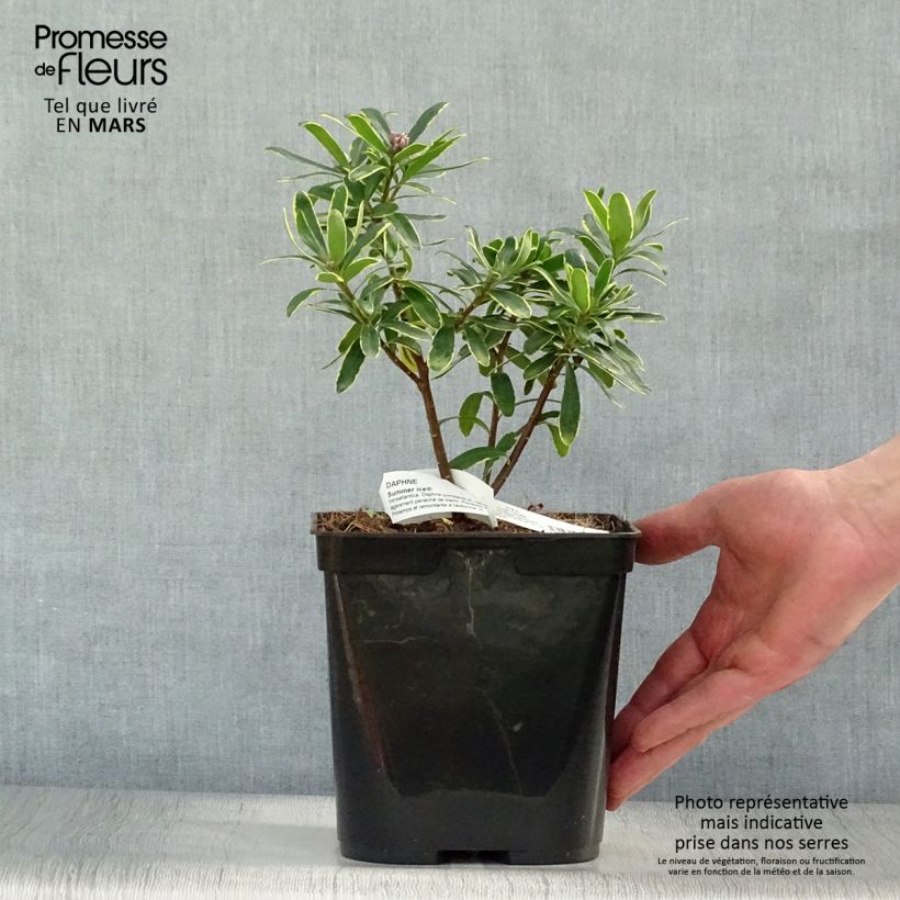 Example of Daphne x transatlantica Summer Ice Pot de 3L/4L as you get in printemps