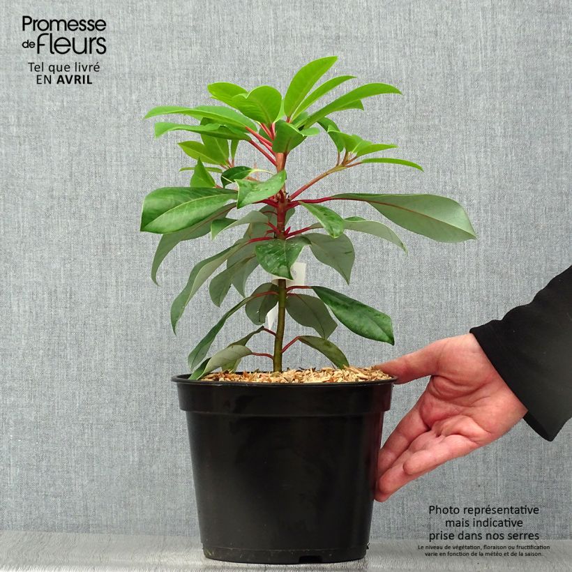 Spécimen de Daphniphyllum himalayense macropodum Pot de 2L/3L tel que livré au printemps