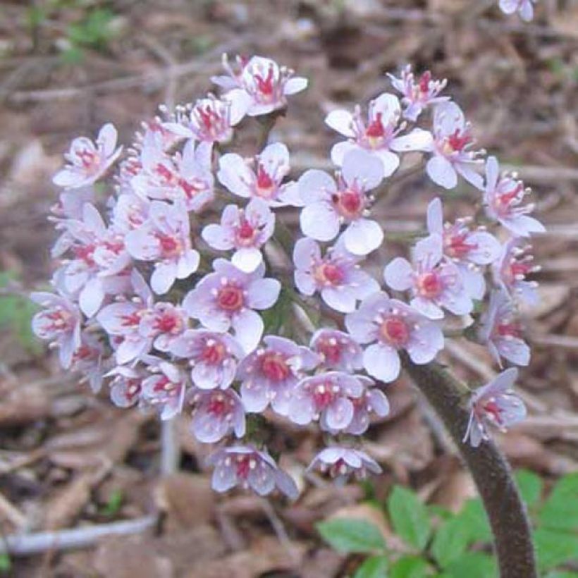 Darmera peltata (Floraison)