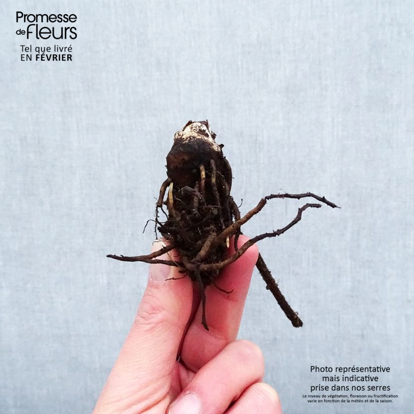 Spécimen de Darmera peltata Racines nues, Qualité premium tel que livré en hiver