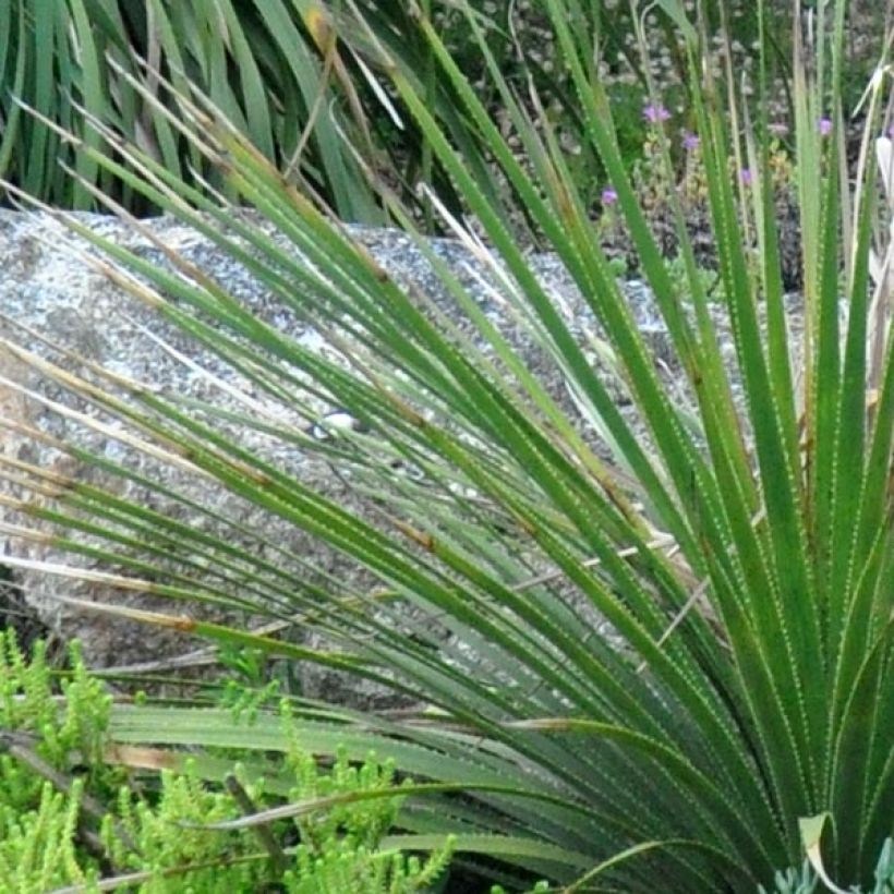 Dasylirion cedrosanum - Dasylire (Foliage)