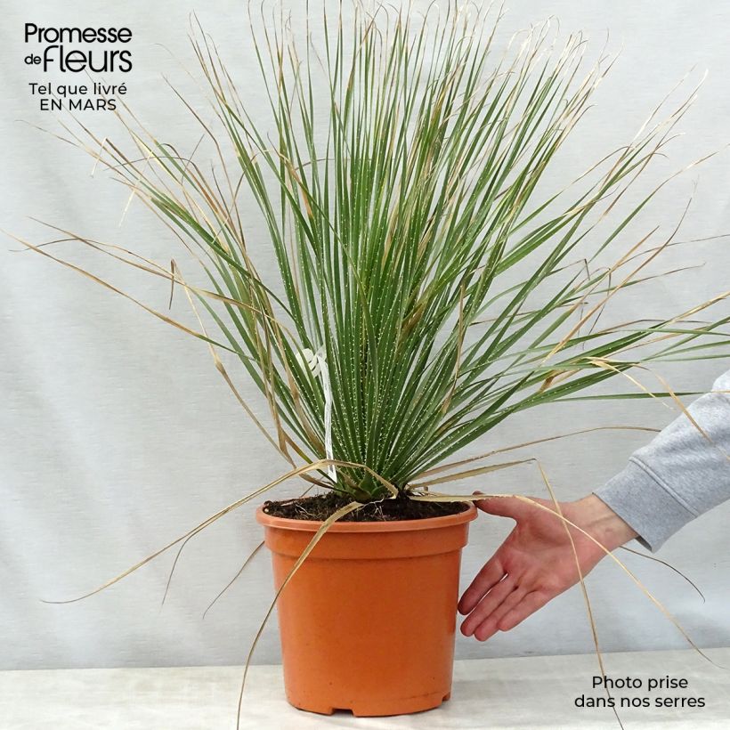 Example of Dasylirion glaucophyllum Pot de 7,5L/10L as you get in printemps