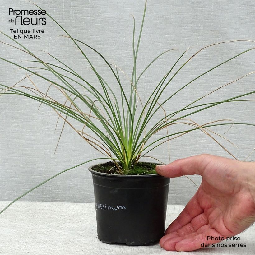 Example of Dasylirion longissimum Pot de 12 cm / 13 cm as you get in printemps
