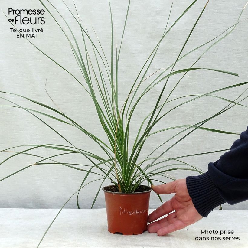 Spécimen de Dasylirion miquihuanensis Pot de 12 cm / 13 cm tel que livré au printemps