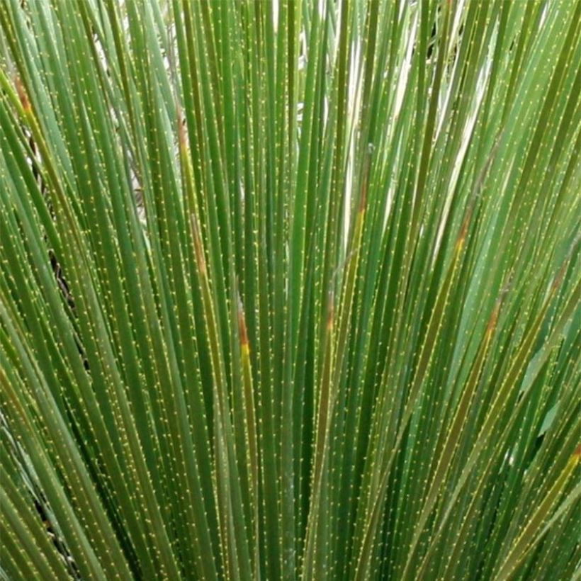 Dasylirion serratifolium - Dasylire, Sotol (Foliage)