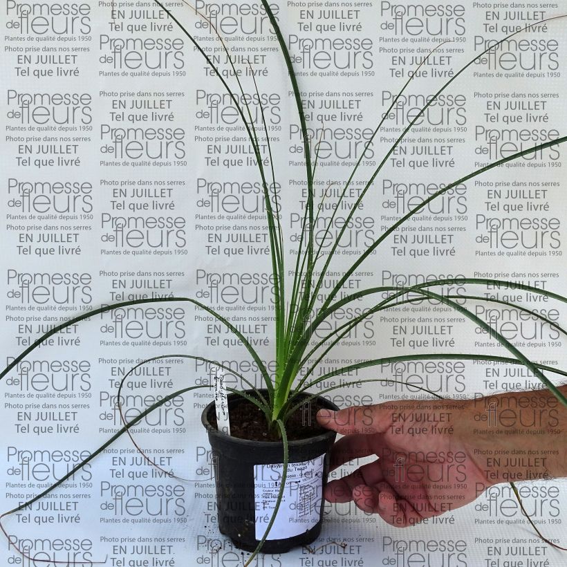 Spécimen de Dasylirion texanum - Sotol du Texas Pot de 12 cm / 13 cm tel que livré en été