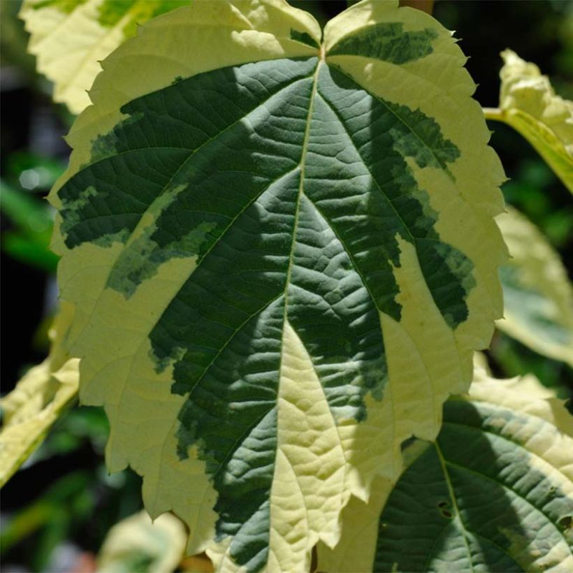 Arbre aux mouchoirs - Davidia involucrata Lady Sunshine (Foliage)