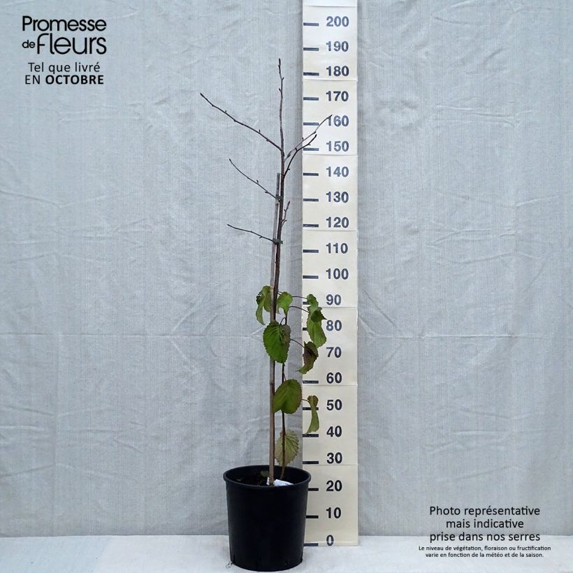 Spécimen de Arbre aux mouchoirs - Davidia involucrata var. vilmoriniana Pot de 18L/20L tel que livré en automne