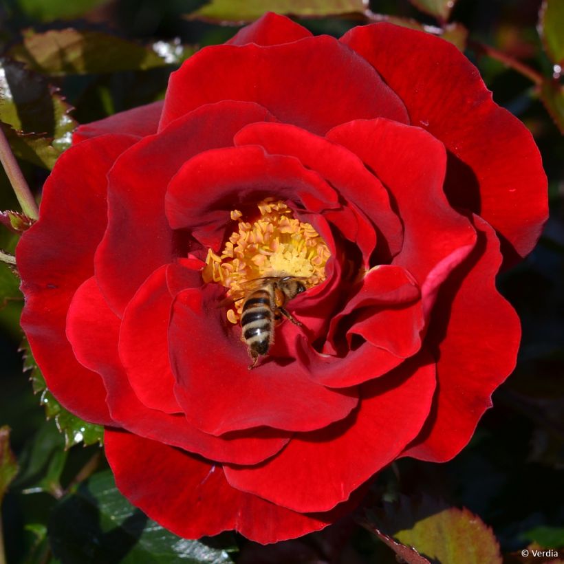 Rosier Décorosier New Vesuvia (Floraison)