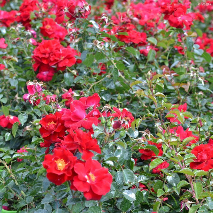 Rosier Décorosier New Vesuvia (Port)