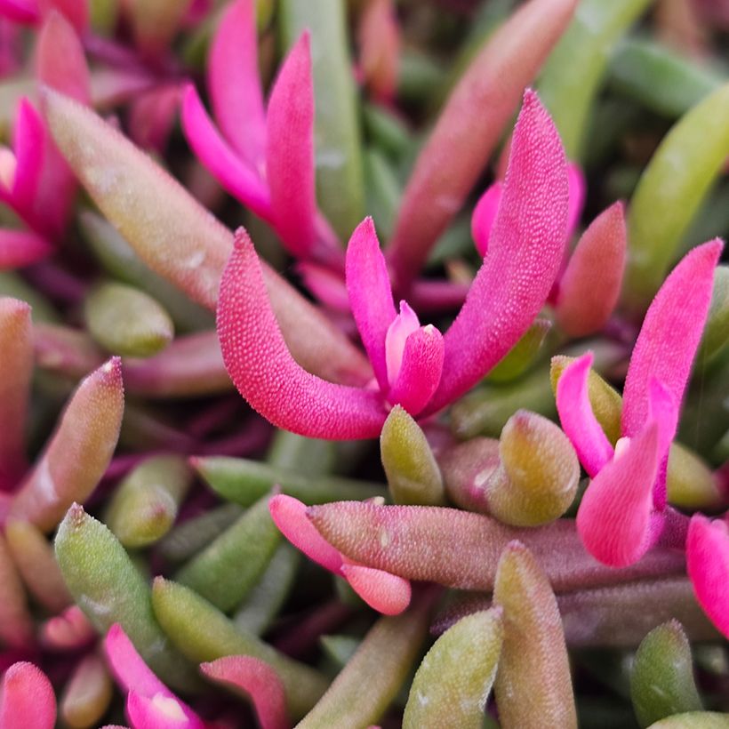 Delosperma Desert Dancers Red (Foliage)