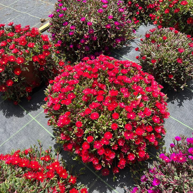 Delosperma Desert Dancers Red (Plant habit)