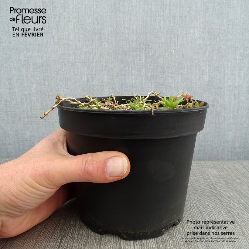 Spécimen de Delosperma Table Mountain - Pourpier vivace  Pot de 2L/3L tel que livré en hiver