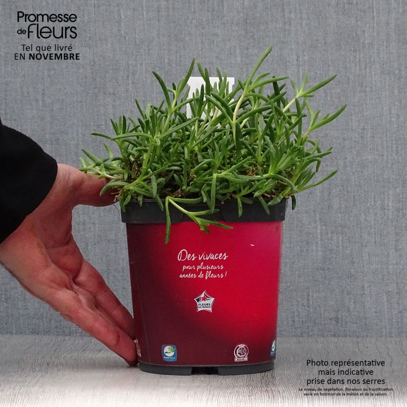 Spécimen de Delosperma Wheels of Wonder Fire Pot de 2L/3L tel que livré en automne