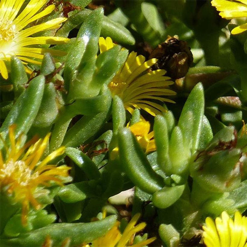Delosperma Wheels of Wonder Golden (Foliage)