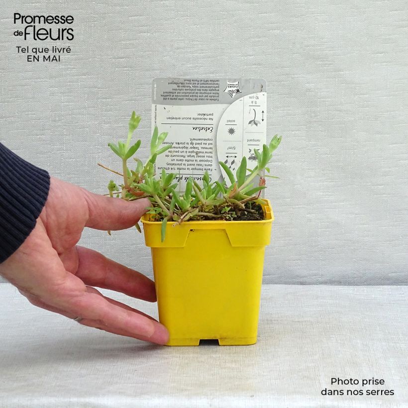 Example of Delosperma Wheels of Wonder Golden Godet de 7/8 cm as you get in printemps