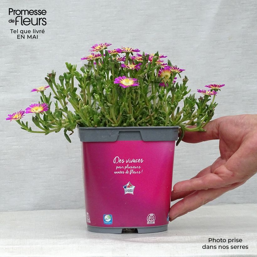 Example of Delosperma Wheels of Wonder Hot Pink Pot de 2L/3L as you get in printemps