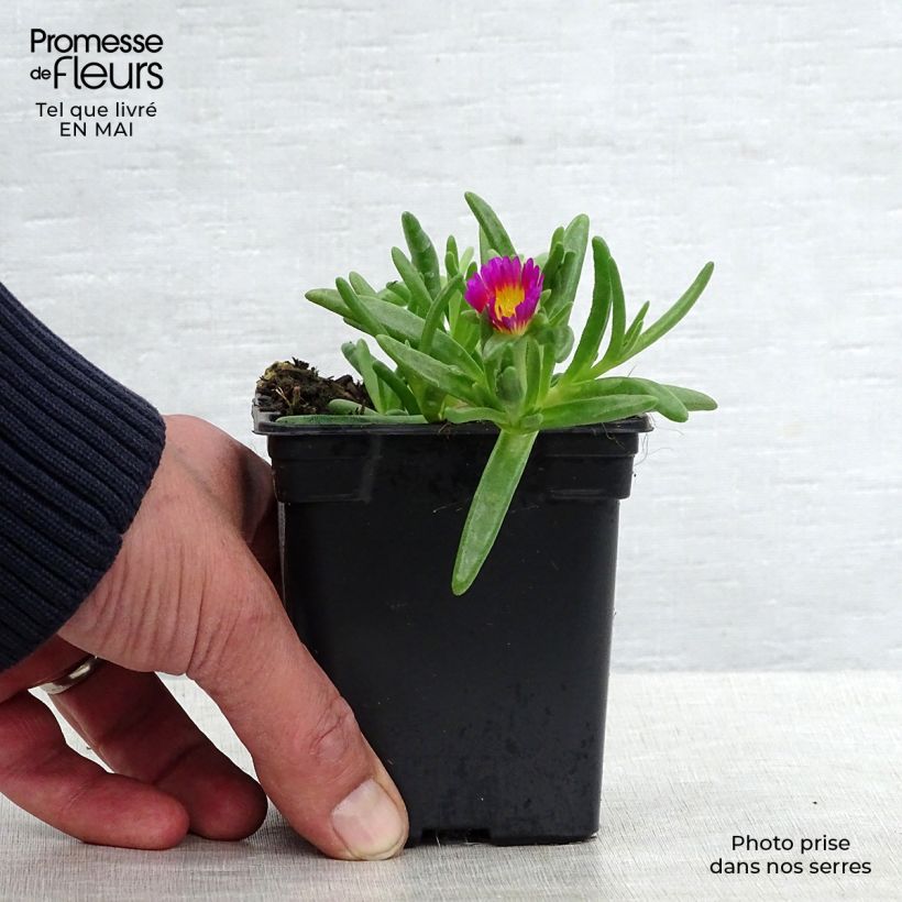 Example of Delosperma Wheels of Wonder Hot Pink Godet de 7/8 cm as you get in printemps