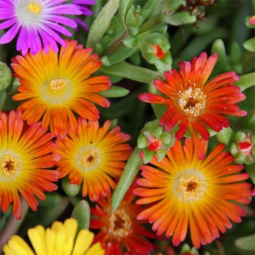 Delosperma Wheels of Wonder Orange (Flowering)