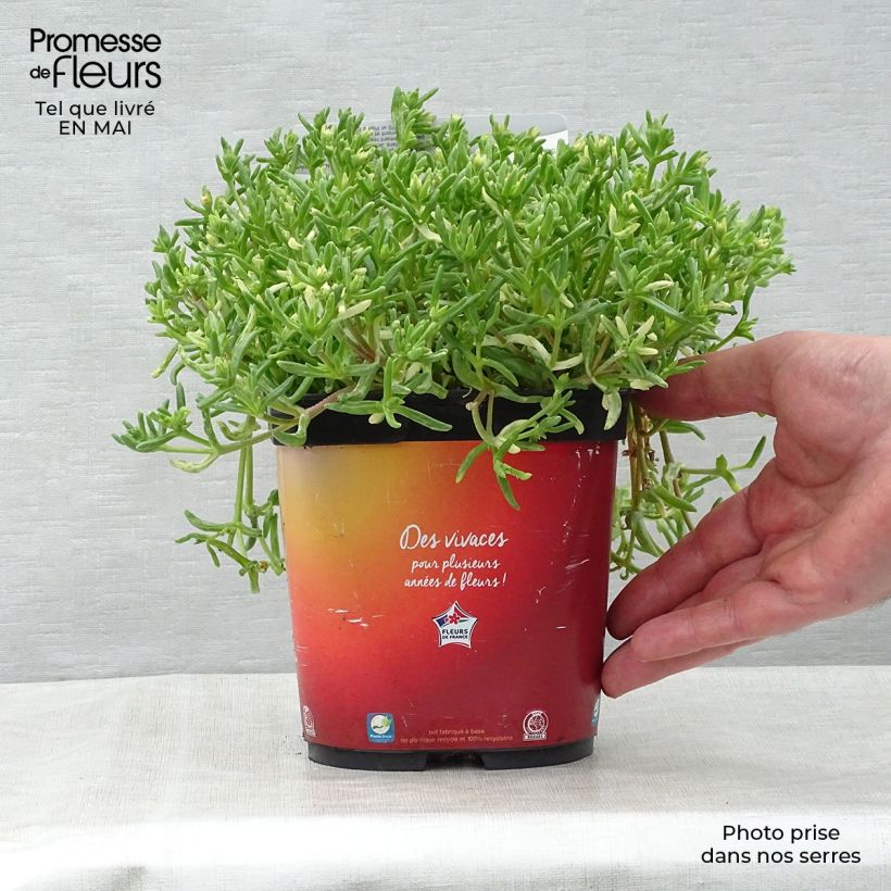 Example of Delosperma Wheels of Wonder Orange Pot de 2L/3L as you get in printemps